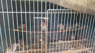 POKSAY MANDARIN STOK AMBYAR || KIOS ARIS JAYA