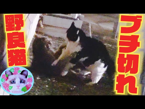 【野良猫喧嘩】唸り声合戦と取っ組み合い！ Battle of stray cats