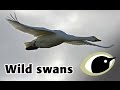 BTO Bird ID - Wild Swans