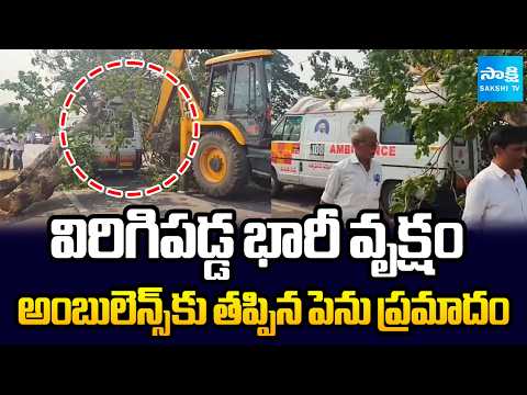 తప్పిన పెను ప్రమాదం | Massive Tree Crashes onto Ambulance | Sakshi TV - SAKSHITV