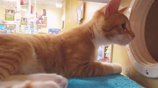 RescueConnect's Adoptable Piglet in Wilmington NC