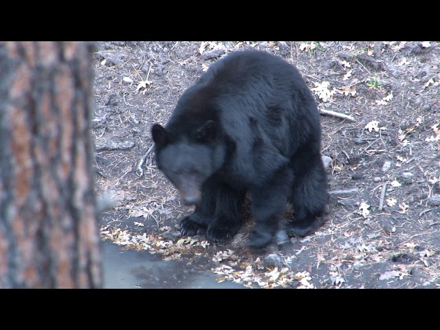 Bear Scent