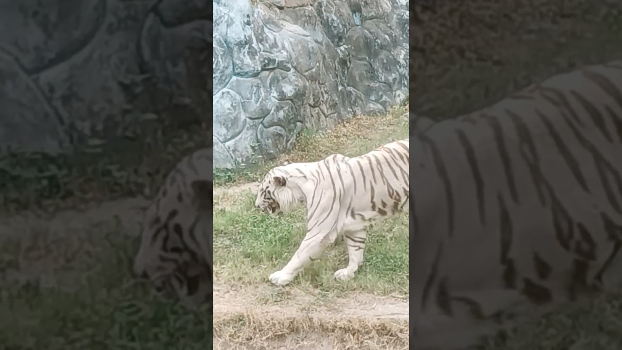 White tiger, Delhi national zoo #whitetiger #whitetigers #whitetigersfriends #delhizoo