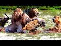 EXCLUSIVE! MOST POWERFUL ATTACKS OF LEOPARDS &amp; LIONS ON HYENAS ELEPHANTS &amp; PITON