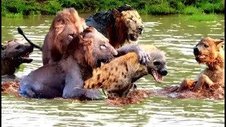 EXCLUSIVE! MOST POWERFUL ATTACKS OF LEOPARDS &amp; LIONS ON HYENAS ELEPHANTS &amp; PITON