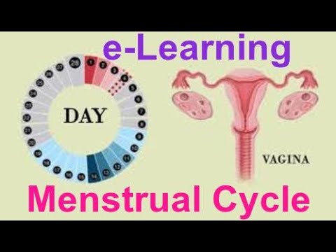 Explainer Animated e-Learning Video- Menstrual Cycle | 2D Animation After Effects | Nuance Infotech