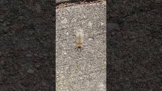 name this caterpillar #reels #shortvideos #fypシ #funny #viralreels #reel #caterpillar #viral #shorts