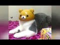 COLLECTION of the BEST CAT VIDEOS - You will LAUGH EXTREMELY HARD!