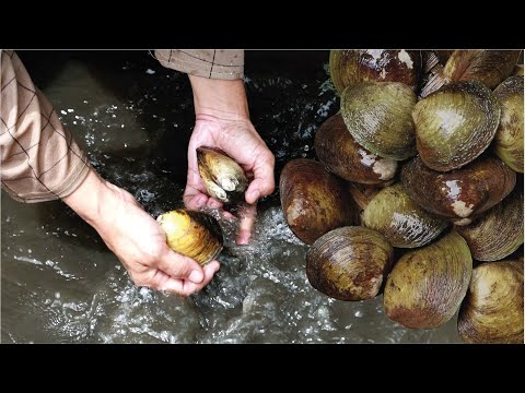 Malaysian Food Life : Cari lokan di lubuk rahsia. Rendang lokan yang sangat sedap !!