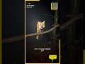 The Haunting Scream of Pennsylvania Nights! 🦊😱 #Wildlife