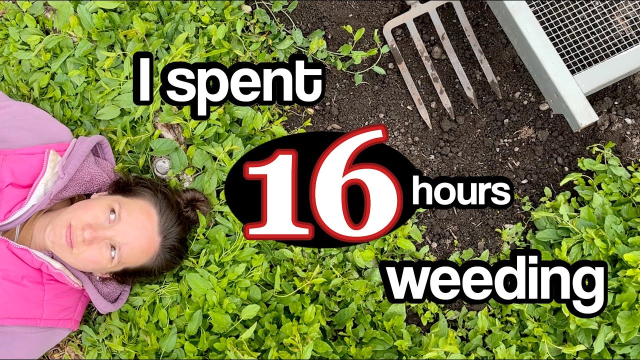 Вьюнок — удаляю его из моего сада