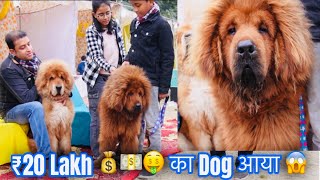 ₹20 Lakh 💰💵🤑 का Dog आया 😱 Karnal Dog Show में और भी बहुत Dogs Breed 😵 #7