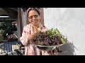 How to Preserve Tulsi Basil,Flowers and Seeds | বছৰটোলৈ তুলসী সংৰক্ষণ কৰিলোঁ