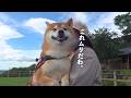 柴犬と車中泊の練習で‥思わぬ落とし穴に遭遇しました。。