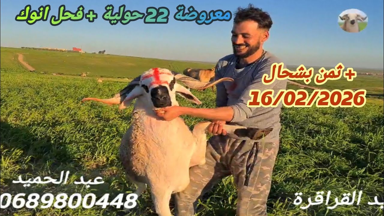 اليوم عند الاخ عبد الحميد فكيسر 22 حولية تبارك الله + فحل انوك مع دكر الثمن بتارخ 16/02/26