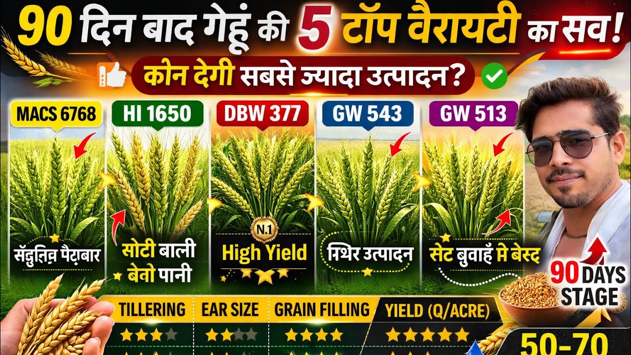 गेहूं में 9️⃣0️⃣+ क्विंटल चाहिए? ये 5 वैरायटी देख लो वरना पछताओगे!