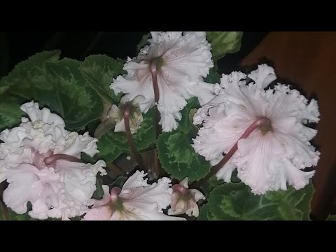 Video: Cyclamen white: lajikkeiden kuvaus, viljelyominaisuudet. Syklaamien kotimaa