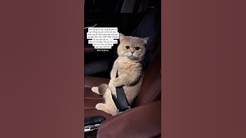 Tôi thật sự hết cách rồi mọi người ạ. #bigboss #shorts