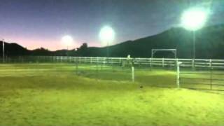 Hot Blonde Cattle Sorting