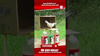 Cara Menangkap #merpati dengan PERANGKAP paling mudah #shorts #viral #fyp