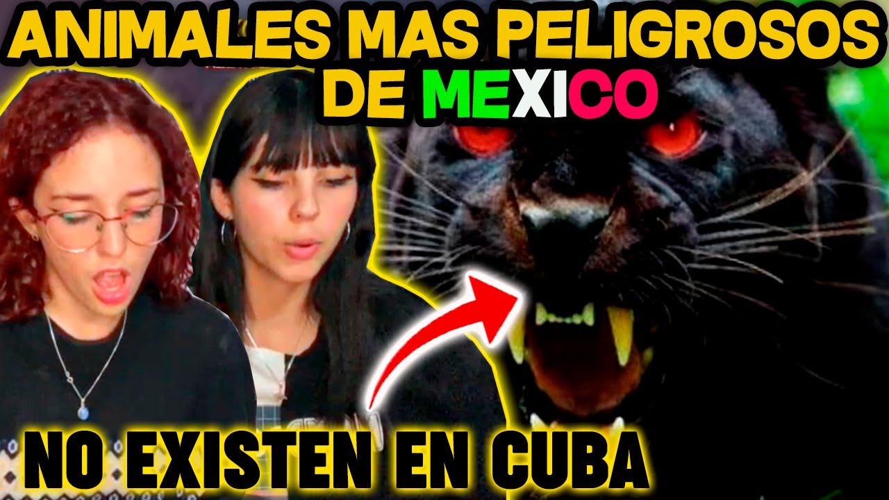 🇨🇺CUBANAS REACCIONAN a LOS ANIMALES MAS PELIGROSOS de 🇲🇽MEXICO  😮😮😮