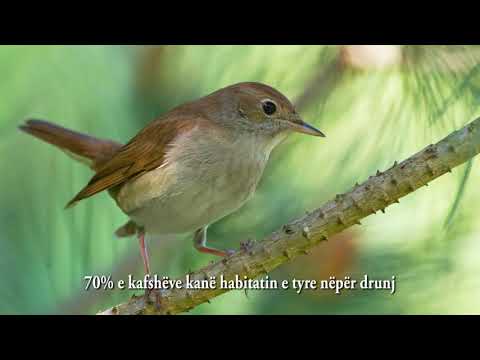 Video: Zhvillimi I Mjedisit Për Një Fëmijë