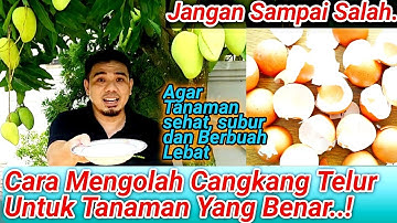 HARUS TAHU..! Cara Mengolah Cangkang Telur Untuk Tanaman, Cara Membuat Pupuk Cangkang Telur,