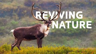 Restoring The Wild To Its Natural Glory | Rewilding Documentary