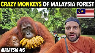 Crazy Orangutan Monkey of Malaysia Forest 🇲🇾
