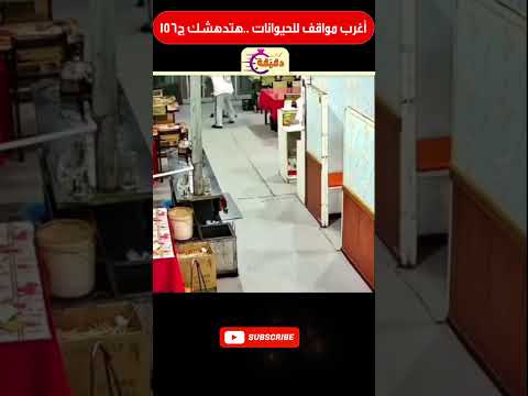 أغرب مواقف للحيوانات هتدهشك ج156