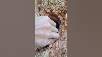 Merilis 5 ekor anak burung Tengkek udang mini ke sarangnya