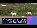 شێلتەرێک بۆ کۆکردنەوەی سەگە بێلانەکانی کەرکووک کرایەوە شێلتەرێک بۆ کۆکردنەوەی سەگە بێلانەکانی کەرکووک کرایەوە
