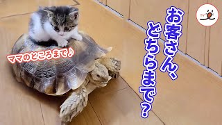 ちょっとそこまでを叶える亀タクシー