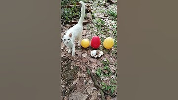 Finding snail and eggs #snail #egg #eggs #snails