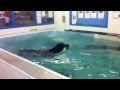 Bella swims! Bella swims!