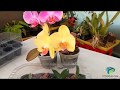Aclimatización de orquídeas in vitro y siembra en sustrato.