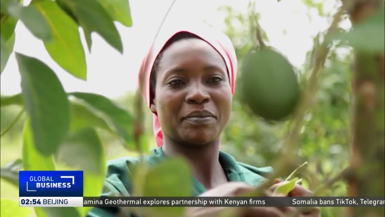 Uganda announces big plans for its avocado industry