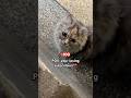 It Really Hurts Catshorts Catvideos Cutecat Catvideos Cute Fyp Cat 