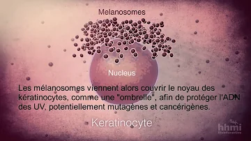 Comment se déroule la Melanogenese ?