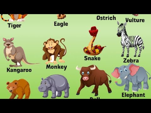 Животные 2 класс английский язык с транскрипцией. Название животного на т. 1000 животных мира. Животное на букву ч. Животные на английском для детей.