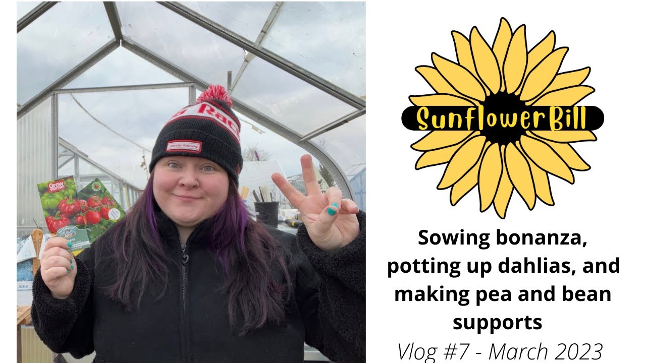 Sowing bonanza, potting up dahlias and making pea & bean supports