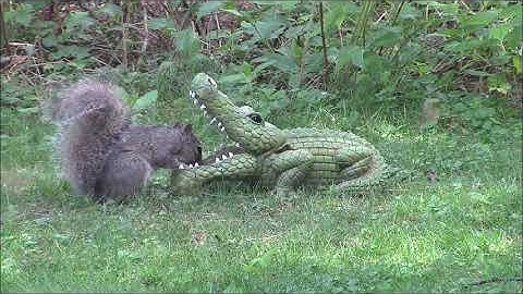 Audio Visual Catnip- August 2019