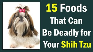 15 Foods That Can Be Deadly for Your Shih Tzu: Be Informed & Alert by Fluffy Dog Breeds 366 views 1 year ago 4 minutes