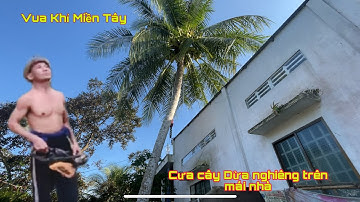 Vua Khỉ Miền Tây hạ Cưa Cây Dừa rất nhiều trái ,nằm nghiêng trên mái nhà