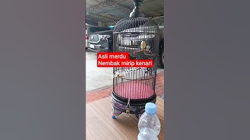 Super Gacor‼️ Rametuk Laut Bunyi Nembak Halus ala Kenari#MasteranBurung #BurungNembak #RametukGacor