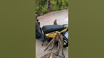 monkeys 🐒 and motobike #shorts #video #monkey