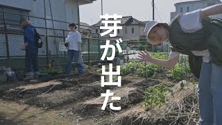 【耕す22】種蒔きから2週間発芽状況と間引き