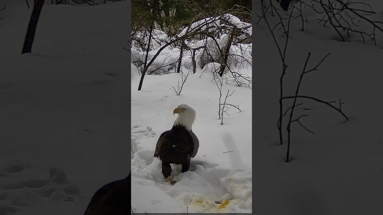 Epic Bald Eagle Takes Over From Crows