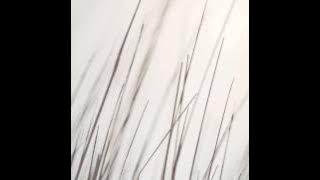 Porya Hatami - White Forest by Bjorn Rohde