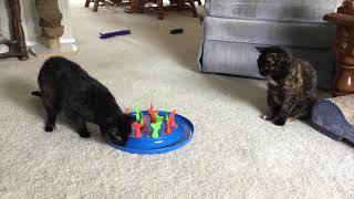 Allegra and Ruby with the Jackson Galaxy Go Fish Toy from Petmate screenshot 4